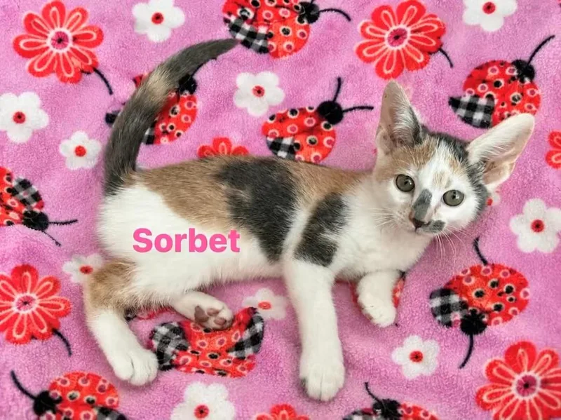 A baby small-sized female Dilute Calico Domestic Short Hair cat named Sorbet for adoption in Seaford, NY