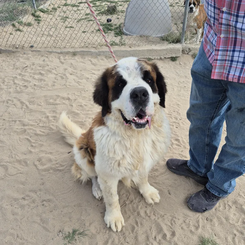 An adult extra large-sized male Bicolor Saint Bernard dog named Bear for adoption in Sparks, NV