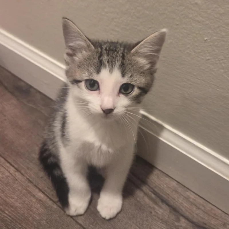 Jinty thumbnail 2