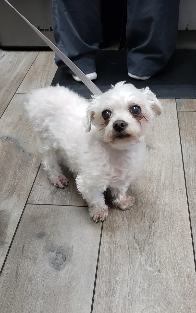 A senior small-sized male White / Cream Maltese dog named Max for adoption in Oceanside , CA