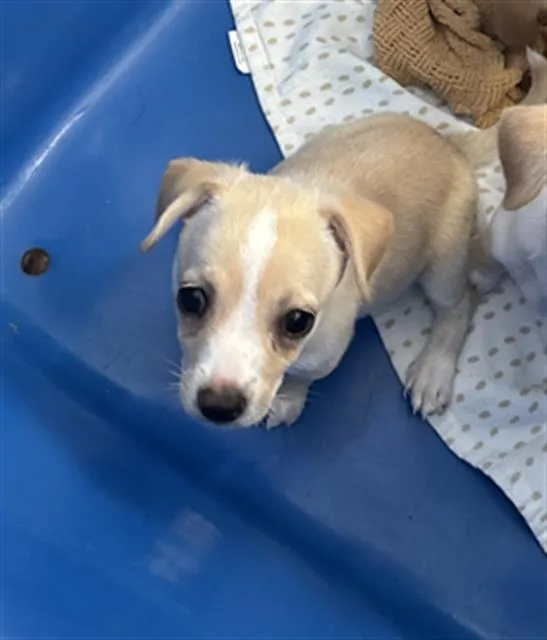 A baby small-sized female Mixed Breed dog named Hazel for adoption in Dallas, TX