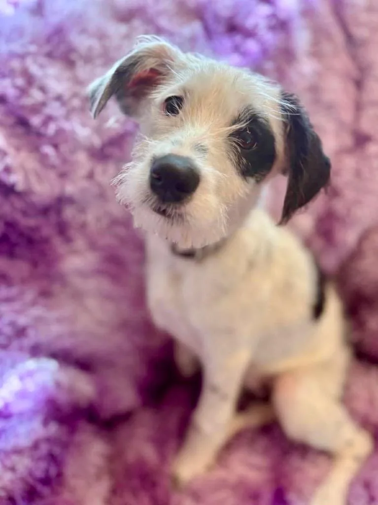 Franklin thumbnail 2