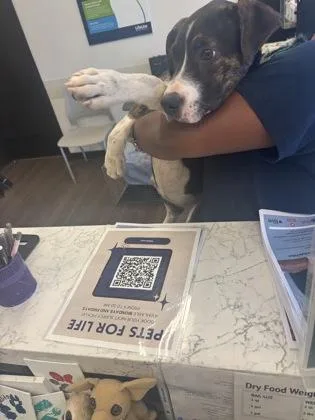 A baby medium-sized female Mixed Breed dog named Gretela for adoption in Atlanta, GA