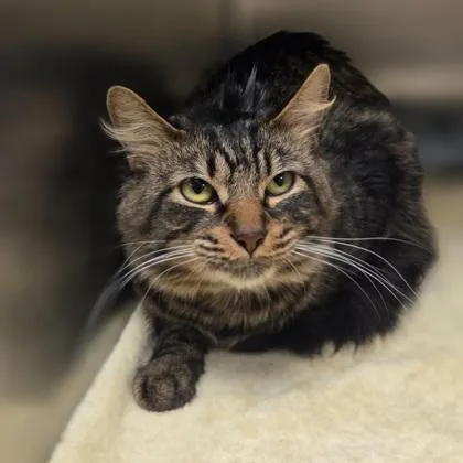 A young medium-sized male Domestic Medium Hair cat named Gizmo for adoption in Westland, MI