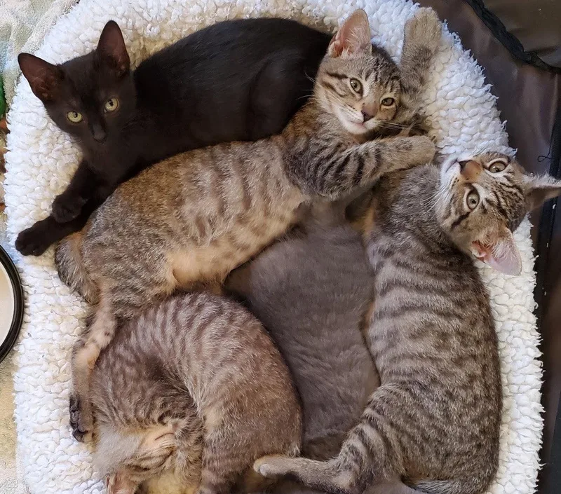 A baby medium-sized male Tabby cat named Jazzy Rocky for adoption in San Luis Obispo, CA