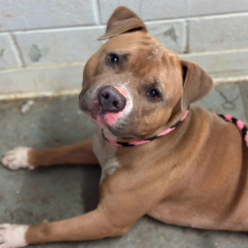 An adult medium-sized male Pit Bull Terrier dog named McIntosh for adoption in Philadelphia, PA