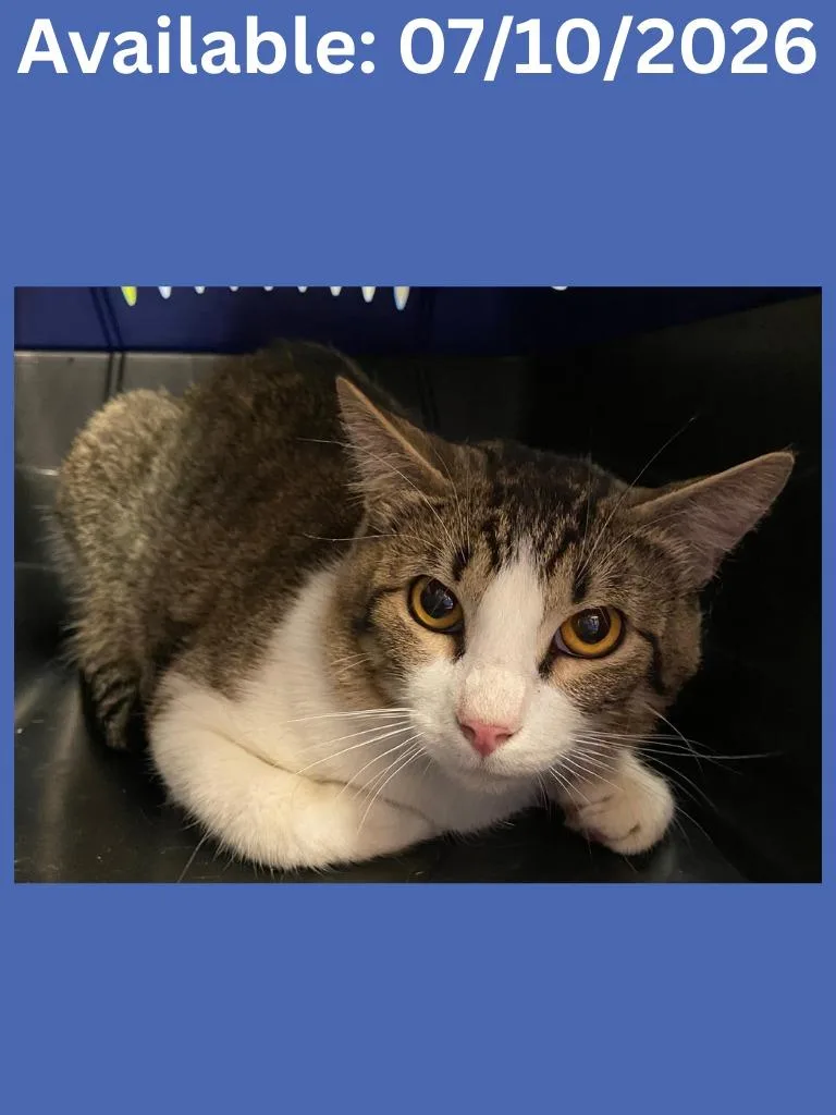 A young medium-sized male Domestic Short Hair cat named Cat Condo for adoption in Greenville, TX