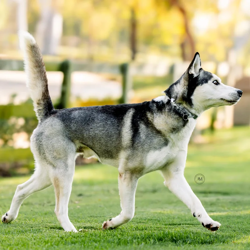 A young medium-sized male Black Siberian Husky dog named Aspen for adoption in Thousand Oaks, CA