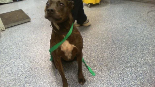 An adult large-sized female Pit Bull Terrier dog named Princess for adoption in Charlotte, NC