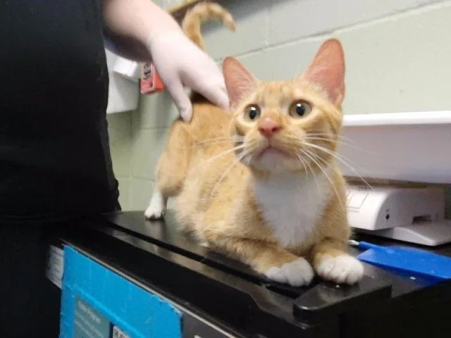 A young medium-sized female Domestic Short Hair cat named Peach for adoption in Tulsa, OK
