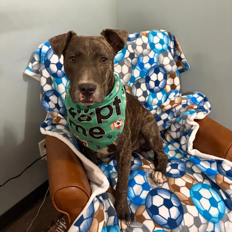 A young large-sized male Black Mixed Breed dog named Enzo for adoption in Sequatchie, TN