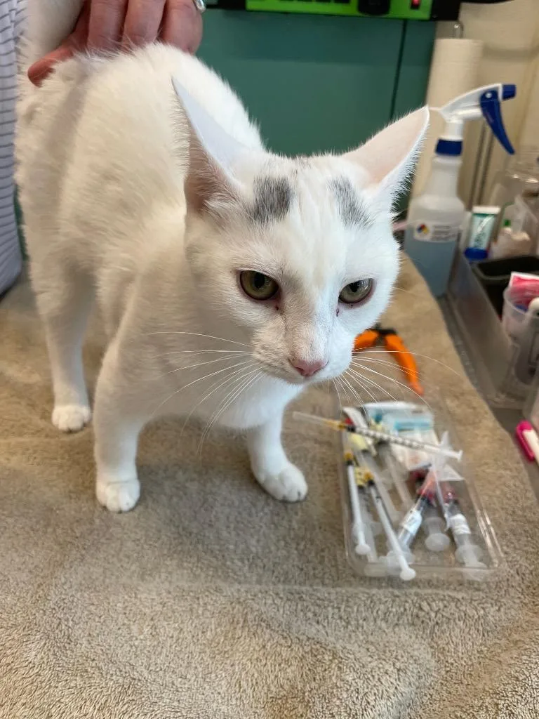 A baby medium-sized female Domestic Short Hair cat named Eden for adoption in Cumberland, ME