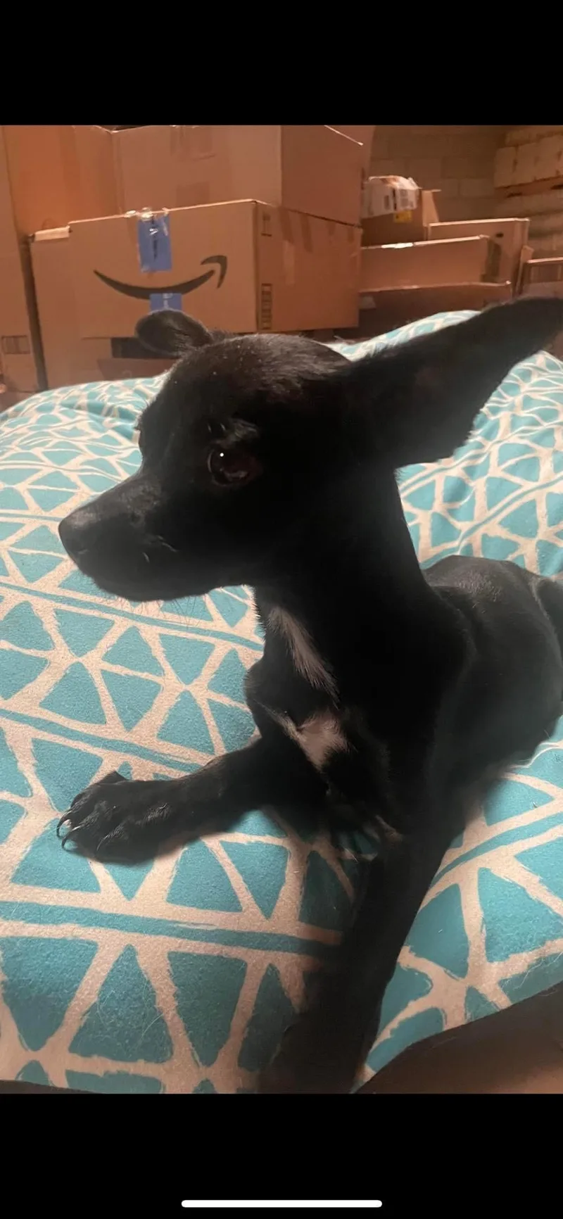 A young small-sized male Black Chihuahua dog named Black Jack for adoption in Fresno, CA