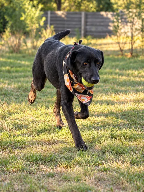 A senior medium-sized female Black Labrador Retriever dog named Boba for adoption in Austin, TX
