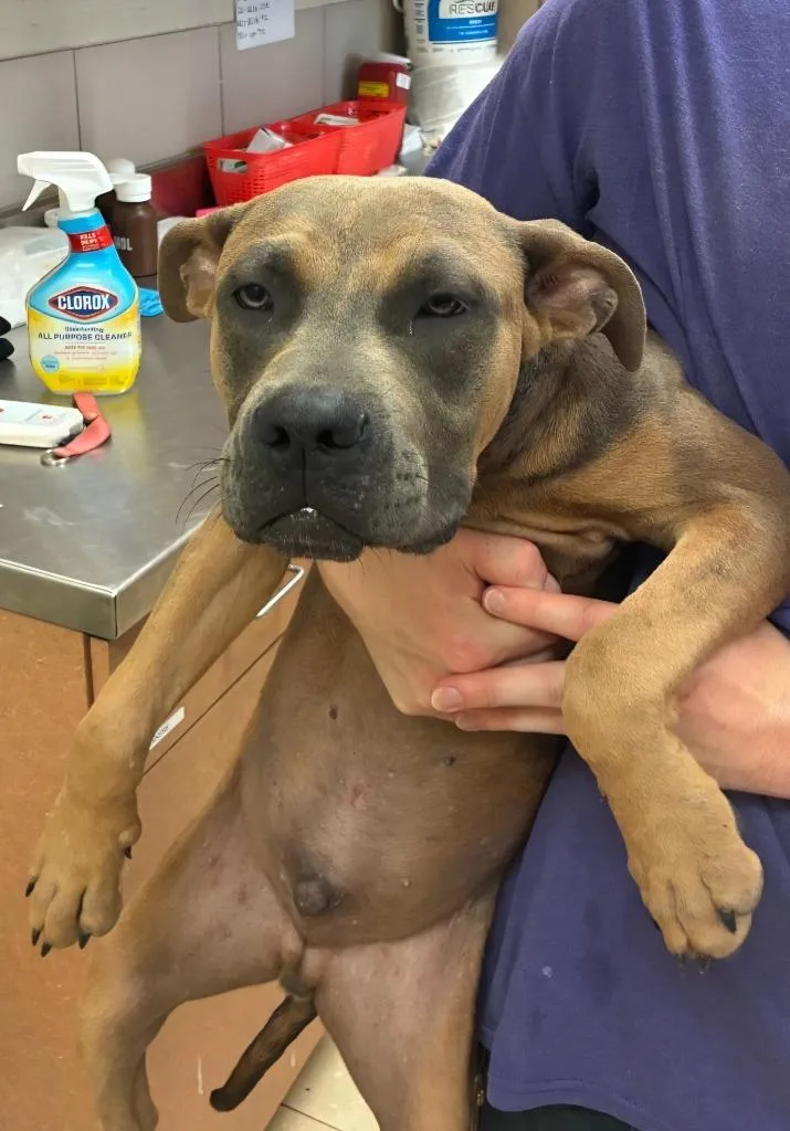 A young large-sized male Mixed Breed dog named Orion for adoption in Bossier City, LA