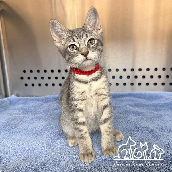 A baby small-sized male Domestic Short Hair cat named Cloud for adoption in Irvine, CA