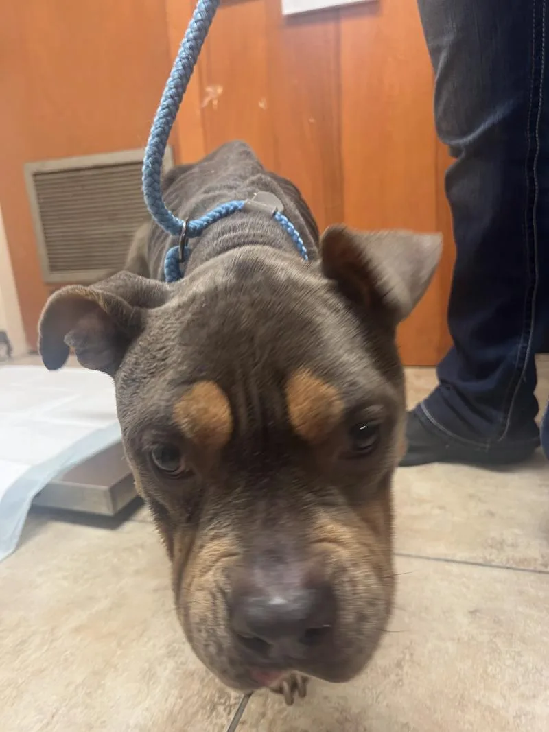 An adult medium-sized female Gray / Blue / Silver Mixed Breed dog named Izzy for adoption in Cincinnati, OH