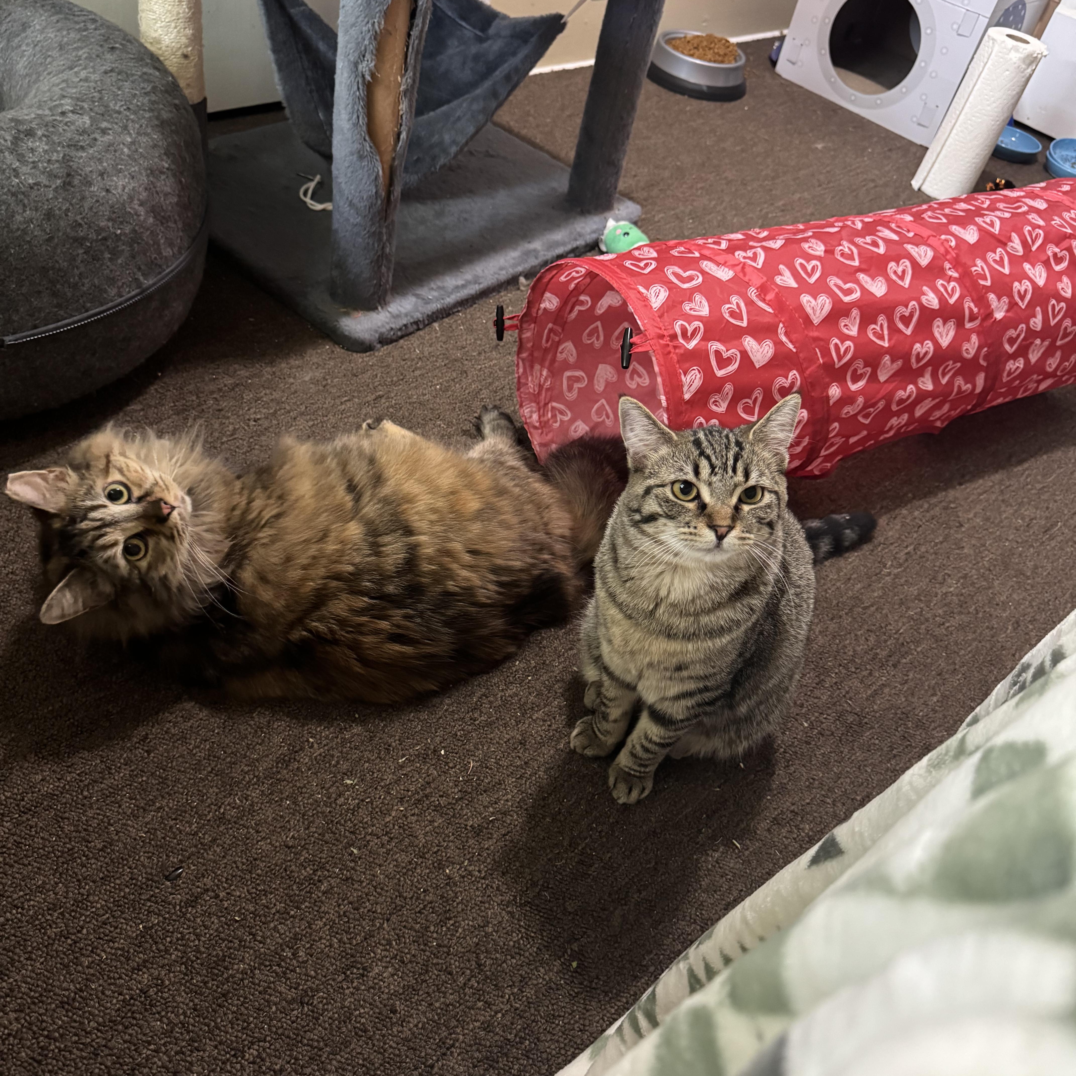 Pumpkin & Stu thumbnail 6