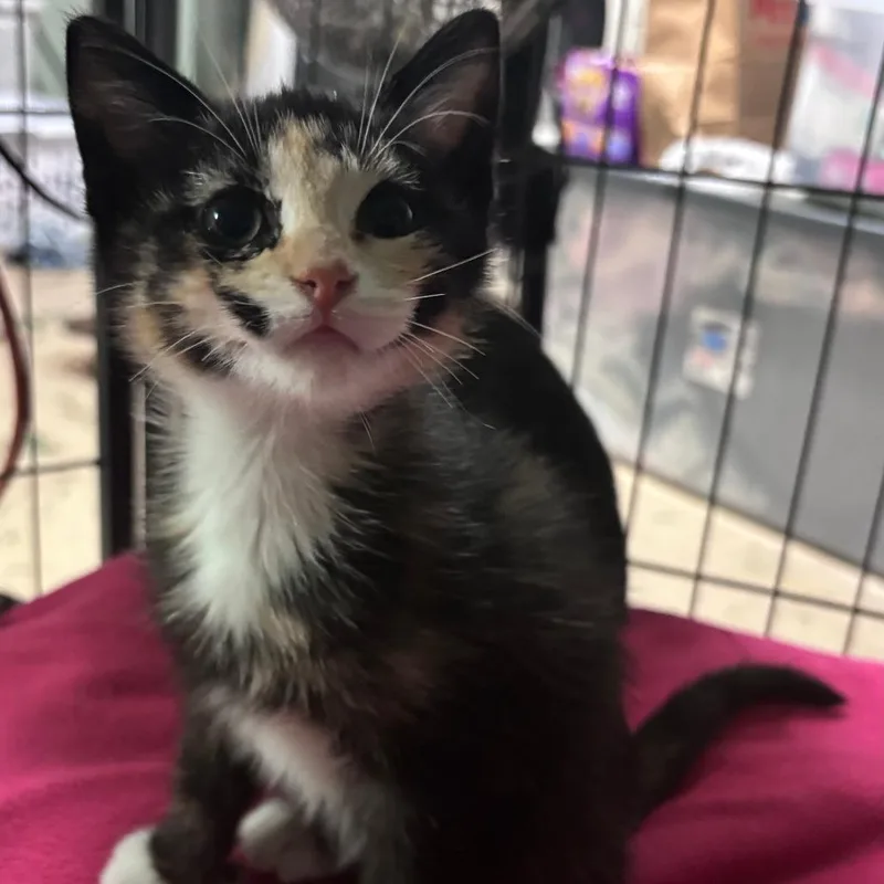 A baby small-sized female Tortoiseshell Domestic Short Hair cat named Bell C for adoption in Princeton, MN