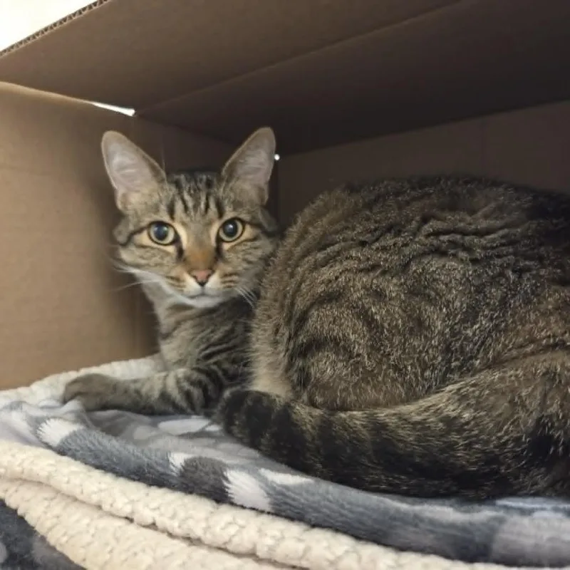 An adult large-sized male Brown / Chocolate Domestic Short Hair cat named Tiger for adoption in Ballston Spa, NY
