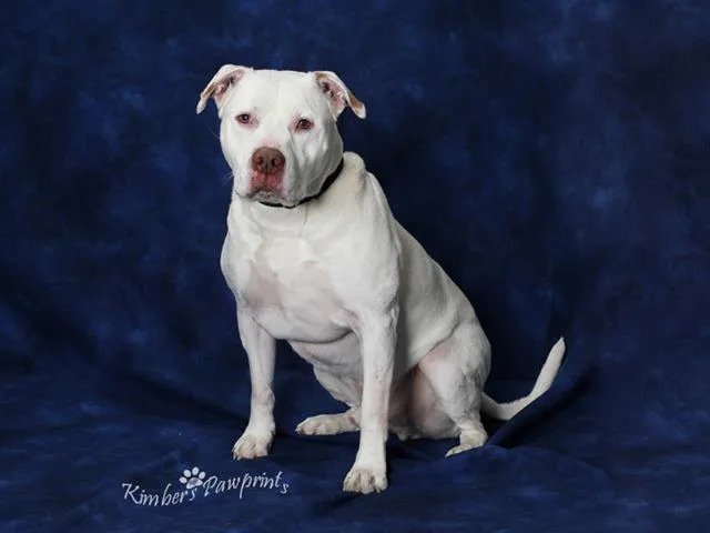 An adult large-sized male English Bulldog dog named Tauro for adoption in Omaha, NE