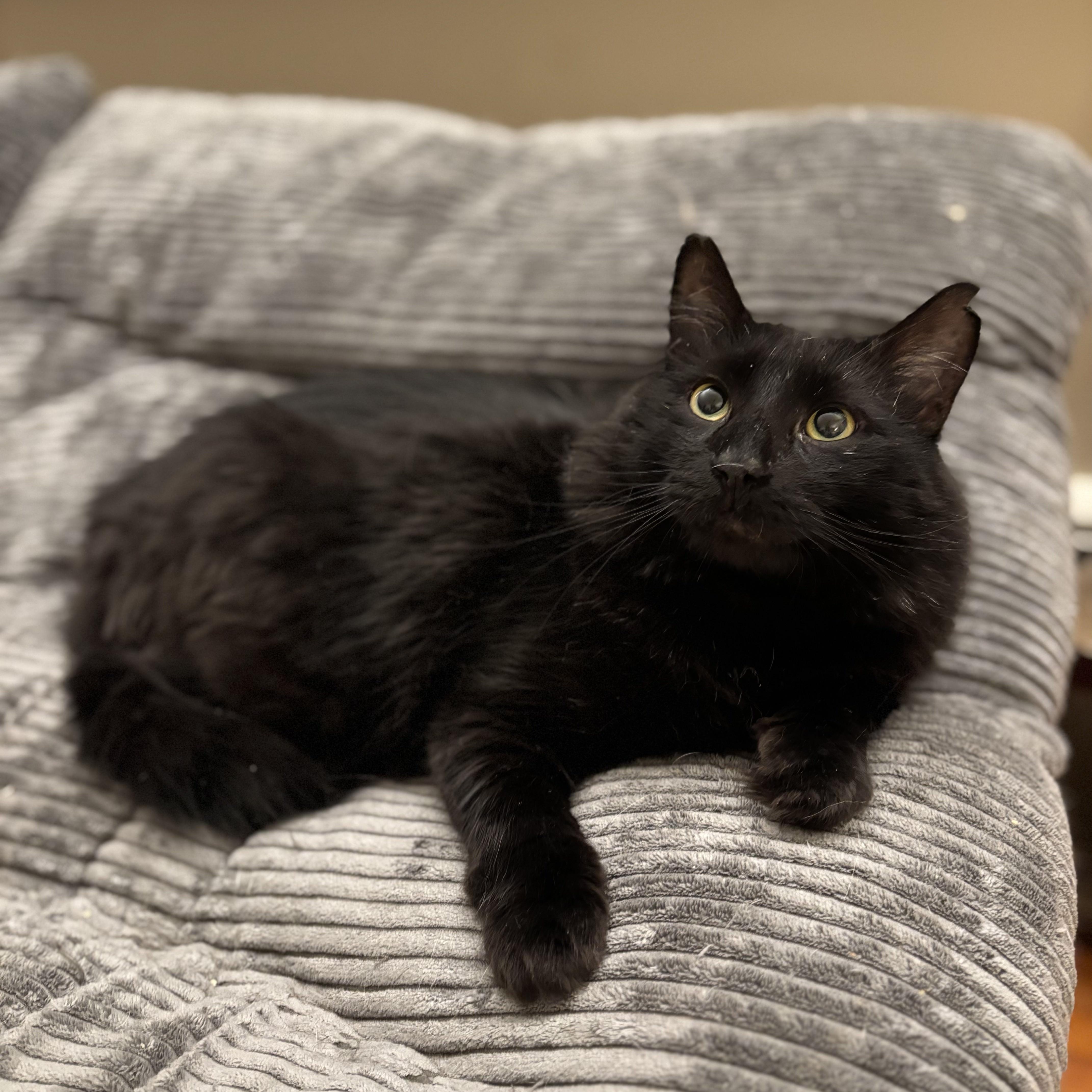 Nash
