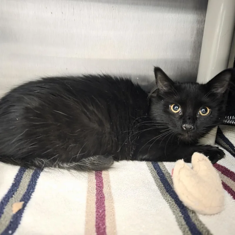 Ginger Spice thumbnail 2