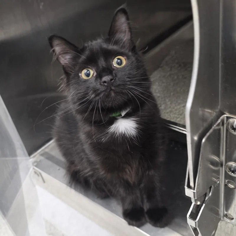 Ginger Spice thumbnail 3