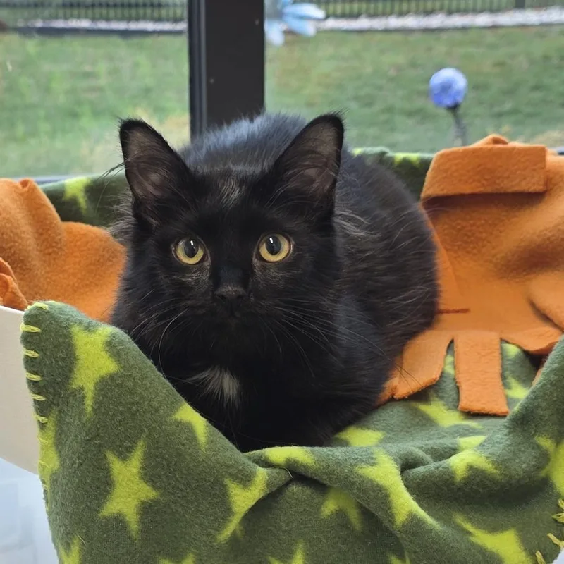 Ginger Spice thumbnail 4