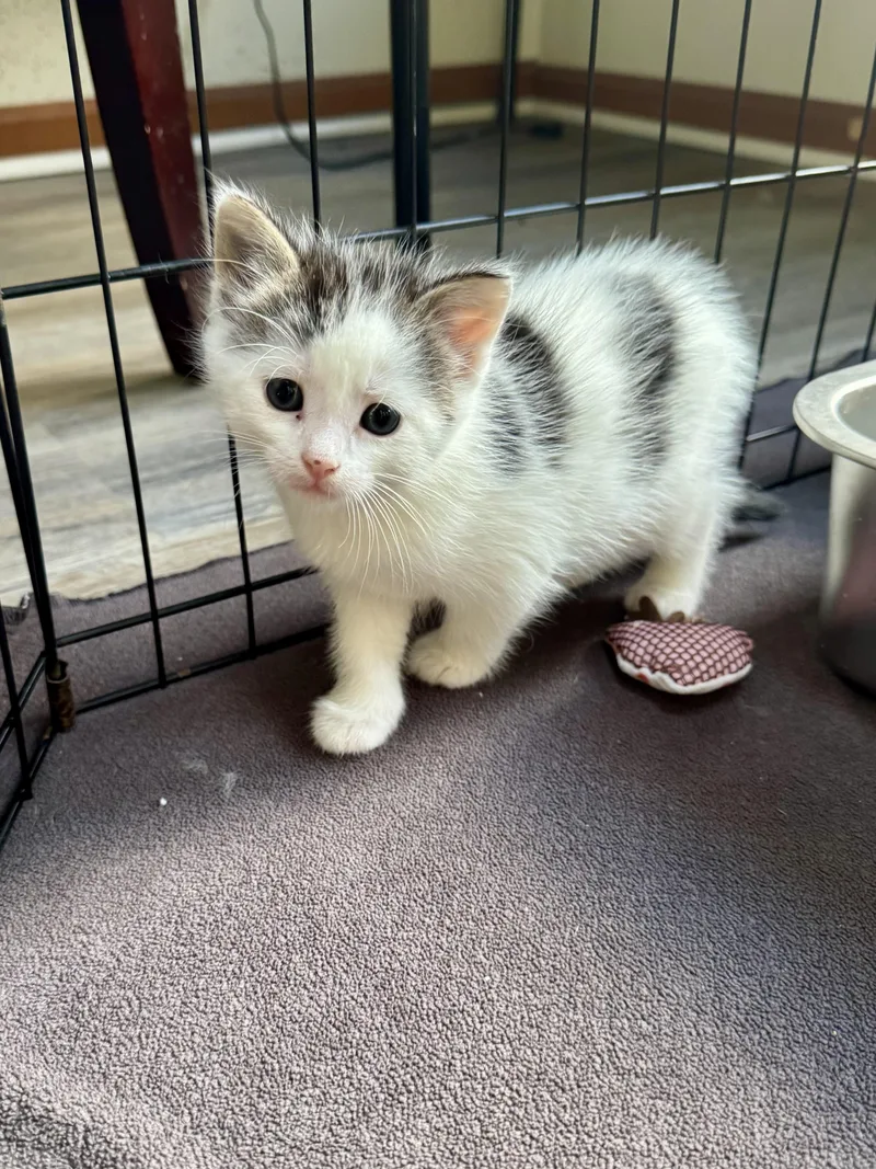 A baby medium-sized female Buff & White Domestic Short Hair cat named Betty Lou for adoption in Hartland, MI