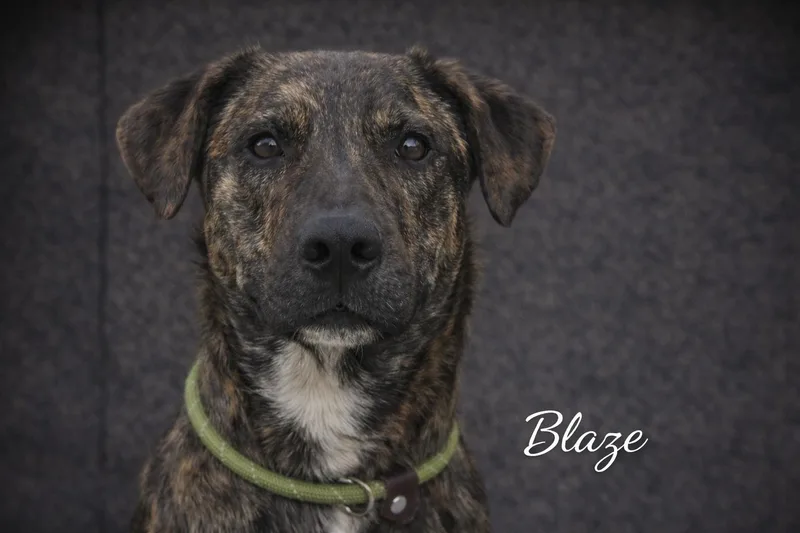 An adult medium-sized male Brindle Black Labrador Retriever dog named Blaze for adoption in Livingston, TX