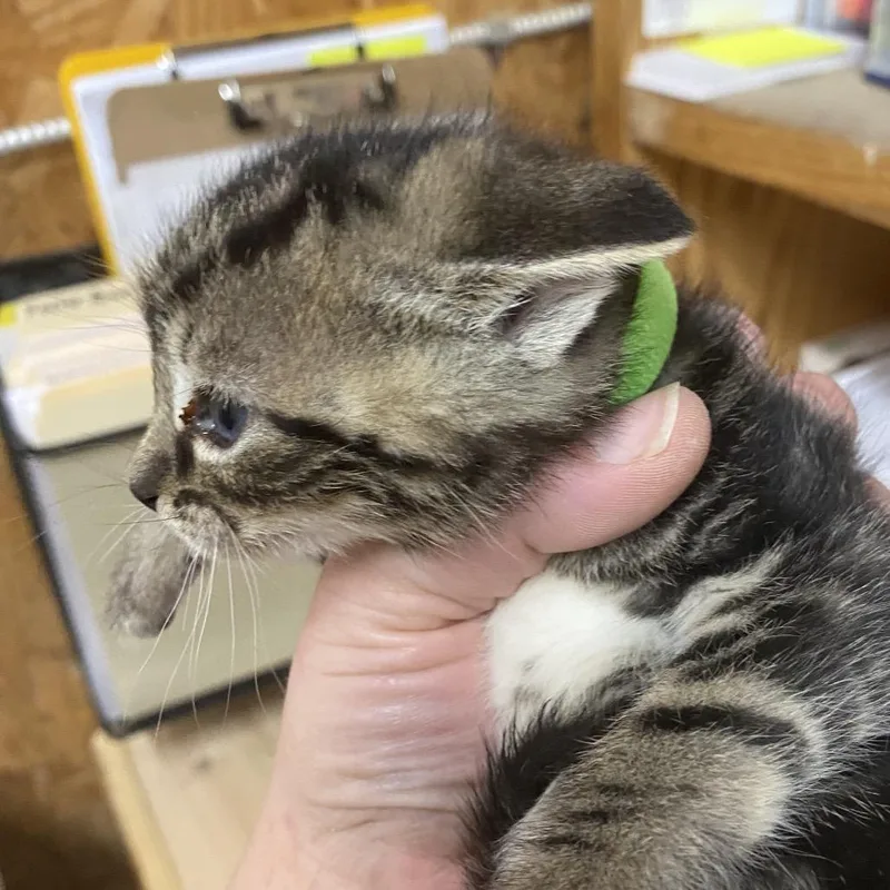 A baby small-sized male Domestic Short Hair cat named Sylvester for adoption in Blairsville, GA