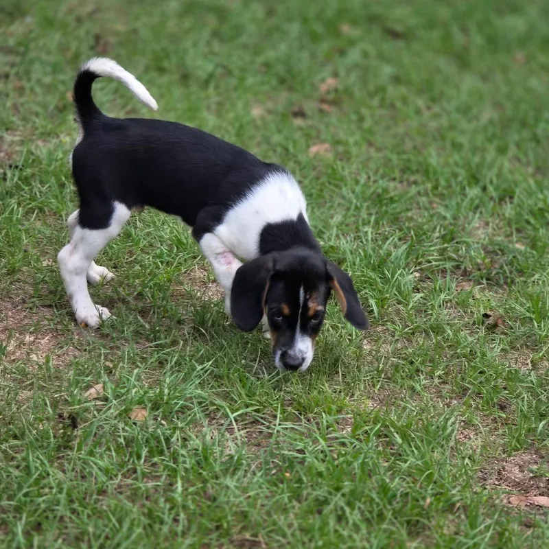 A baby medium-sized male Tricolor (Brown, Black, & White) Hound dog named Jim for adoption in Wiggins, MS