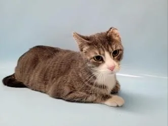 An adult small-sized female Domestic Short Hair cat named Clementine for adoption in Woodbury, MN