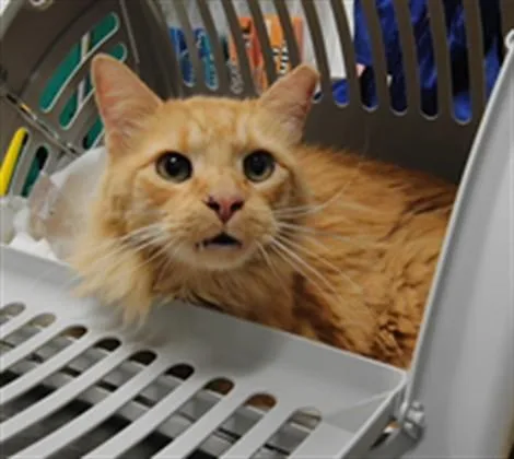 A senior large-sized male Domestic Long Hair cat named Chucky for adoption in Albuquerque, NM