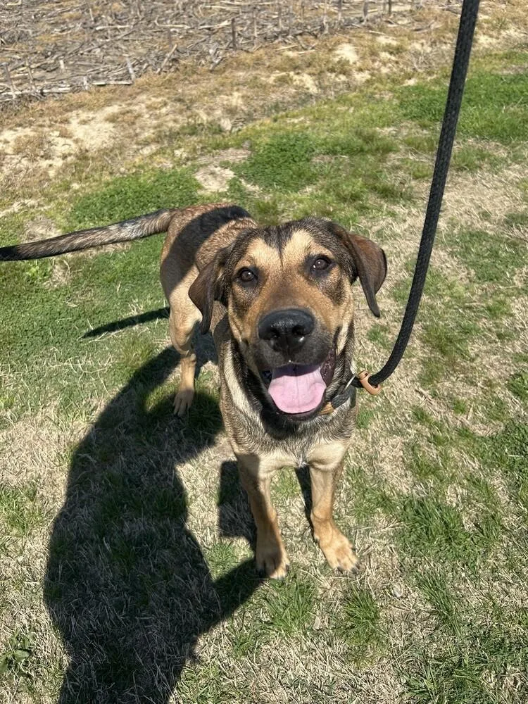 A young large-sized male Tricolor (Brown, Black, & White) Shepherd dog named Vince for adoption in Evansville, IN