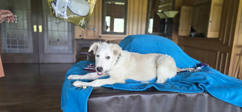 A young medium-sized male White / Cream Golden Retriever dog named Baloo for adoption in Boerne, TX