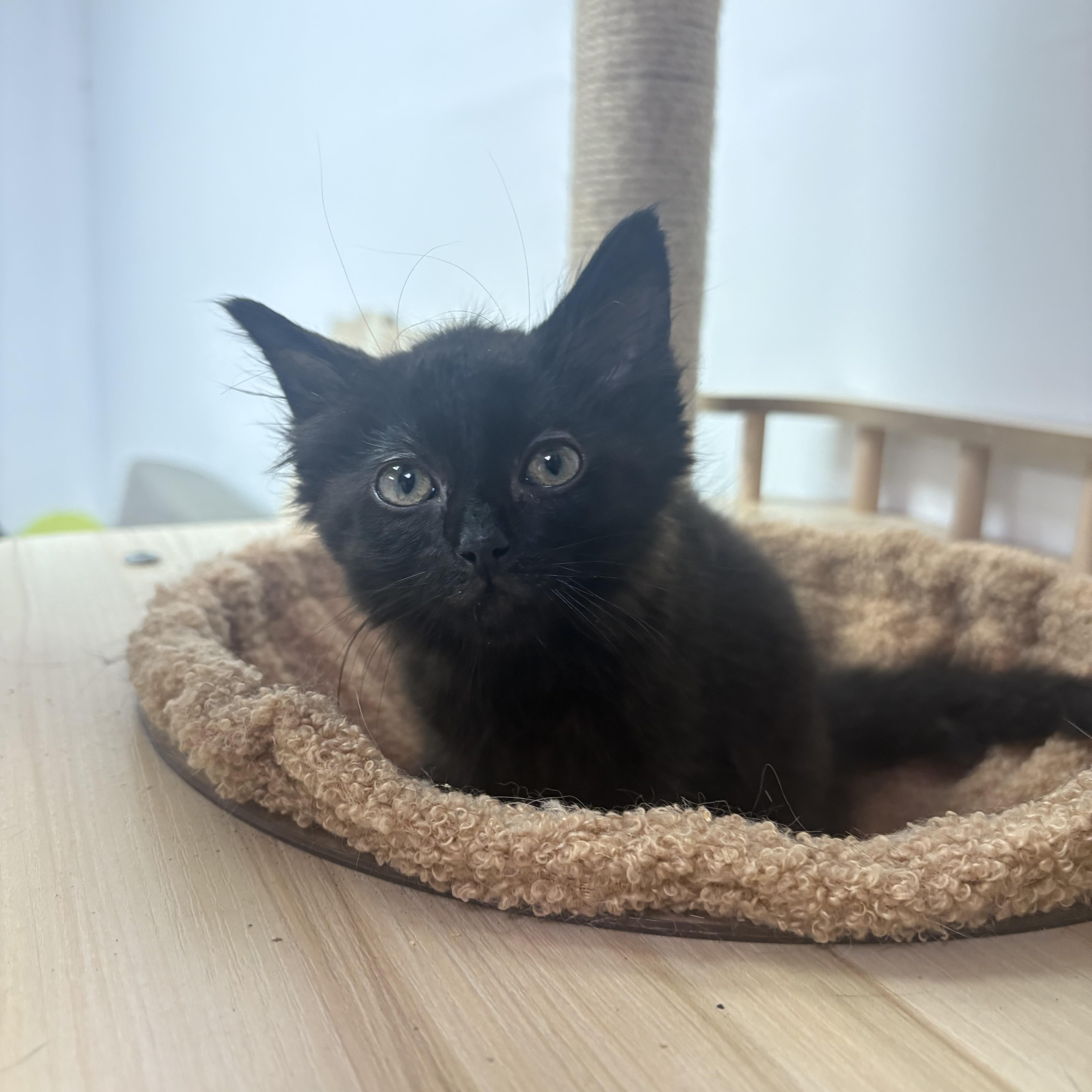 A baby medium-sized female Domestic Short Hair cat named Sparkie for adoption in Blue Springs, MO