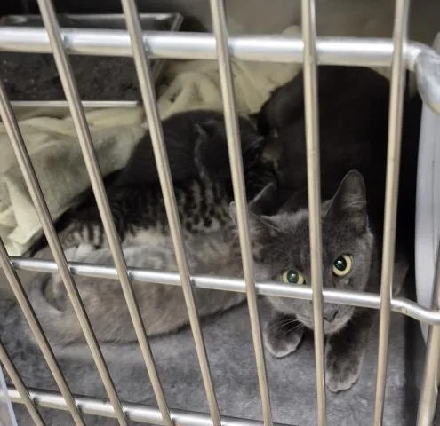 A baby small-sized male Domestic Short Hair cat named Sundae for adoption in Decatur, IL