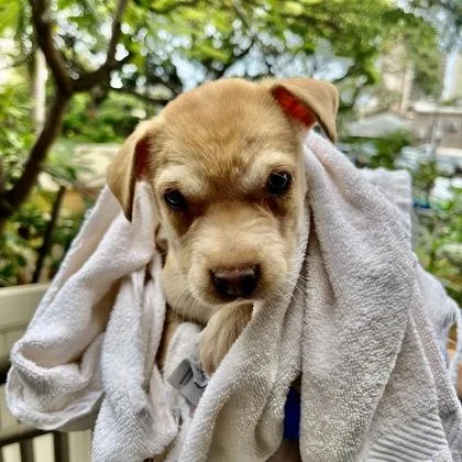 An adult large-sized female Labrador Retriever dog named Sakura for adoption in Honolulu, HI