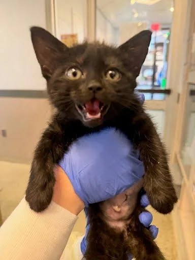 A baby medium-sized female Domestic Short Hair cat named Business Class for adoption in Washington, DC