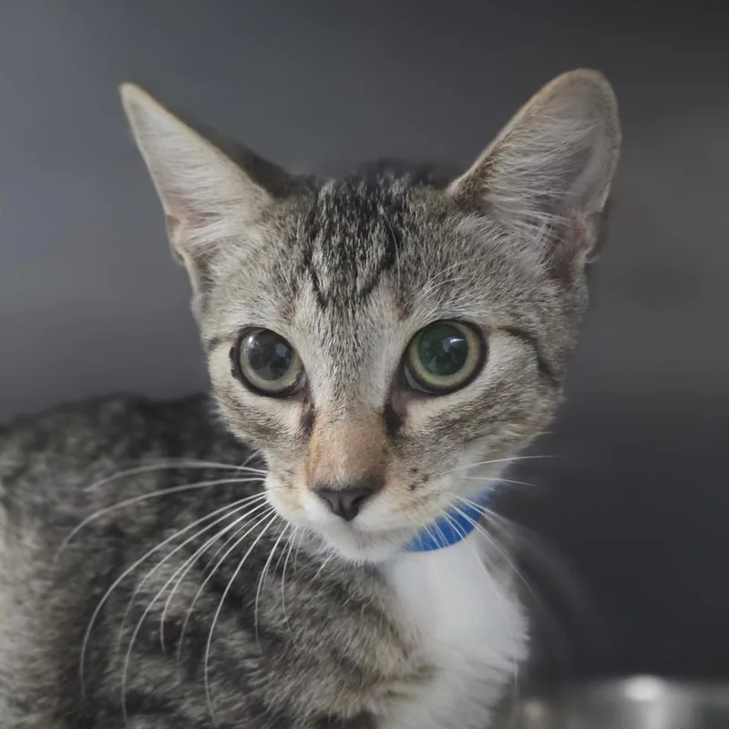 A baby medium-sized male Brown / Chocolate Domestic Short Hair cat named Reverend for adoption in Lakeland, FL