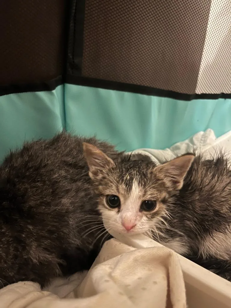 A baby small-sized male American Shorthair cat named Toad for adoption in Hagaman, NY