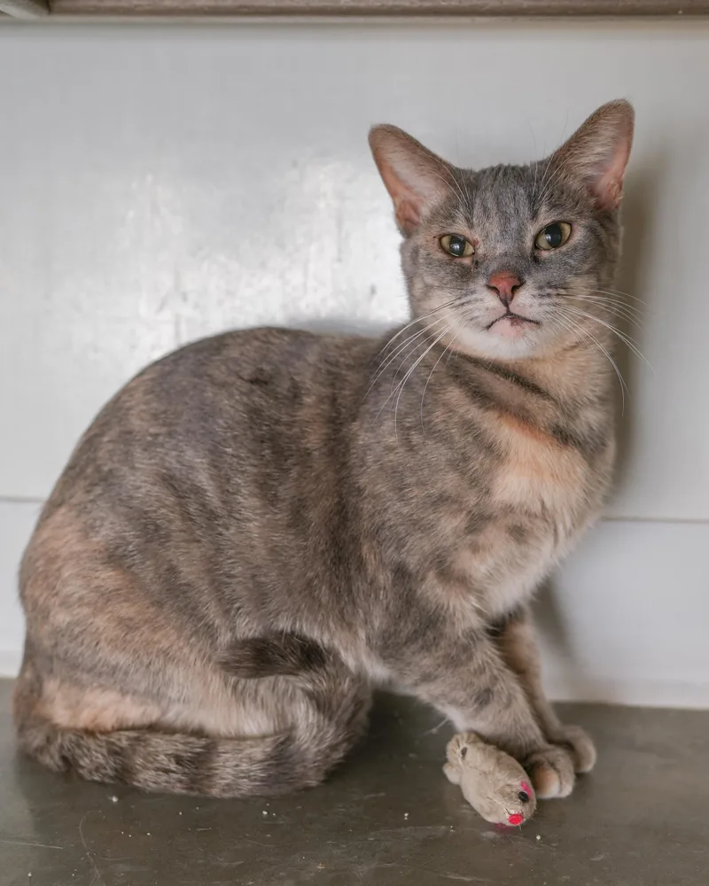 An adult medium-sized female Dilute Tortoiseshell Domestic Short Hair cat named Gretchen for adoption in Boise, ID