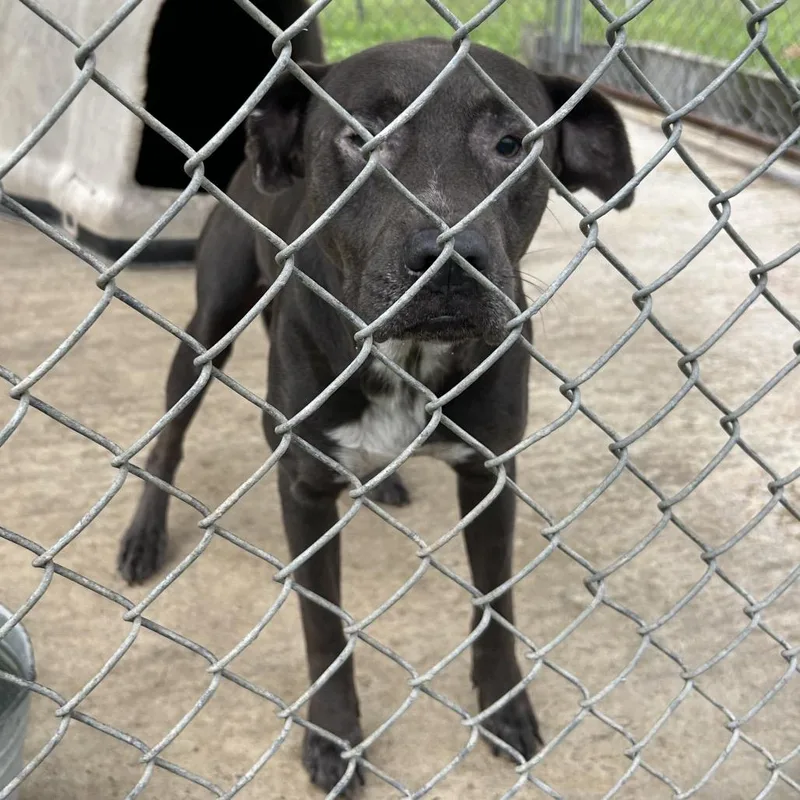 An adult medium-sized male Mixed Breed dog named Ghost for adoption in Lyons, GA