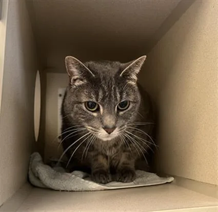 An adult medium-sized male Domestic Short Hair cat named Balance for adoption in Denver, CO