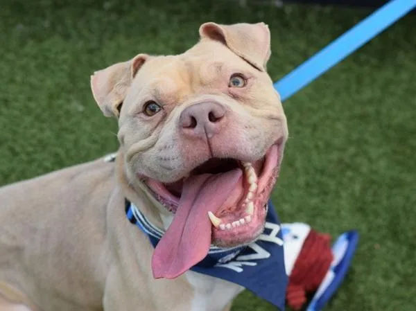 An adult large-sized male Mixed Breed dog named Jimmy for adoption in Ridgewood, NY