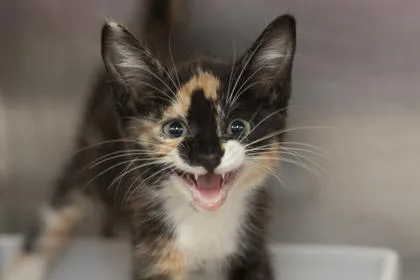 An adult small-sized female Domestic Short Hair cat named B Loretta for adoption in North Charleston, SC