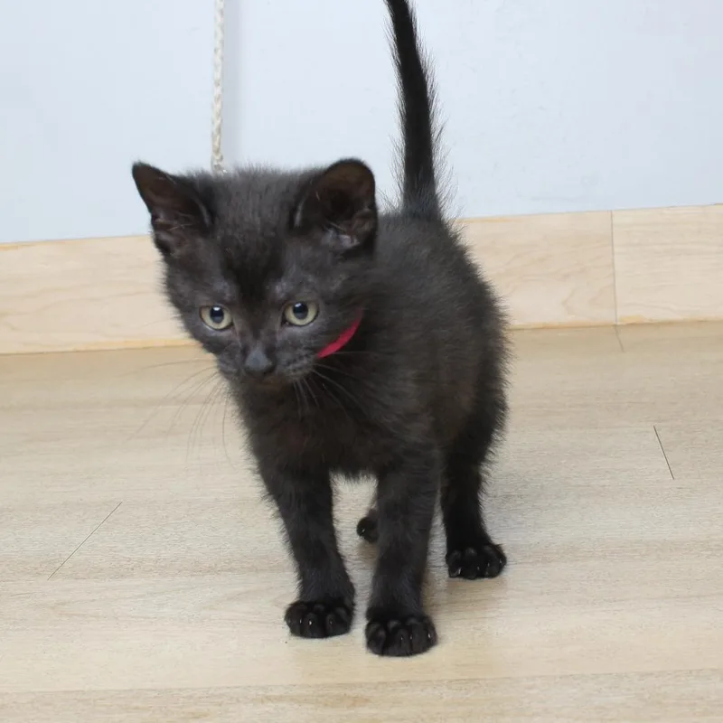 A baby small-sized female Black Domestic Short Hair cat named Cottonelle C for adoption in Minnetonka, MN