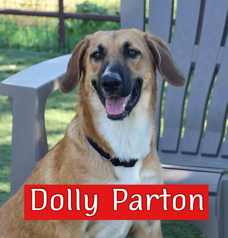 A young large-sized female Hound dog named Dolly for adoption in Keller, TX